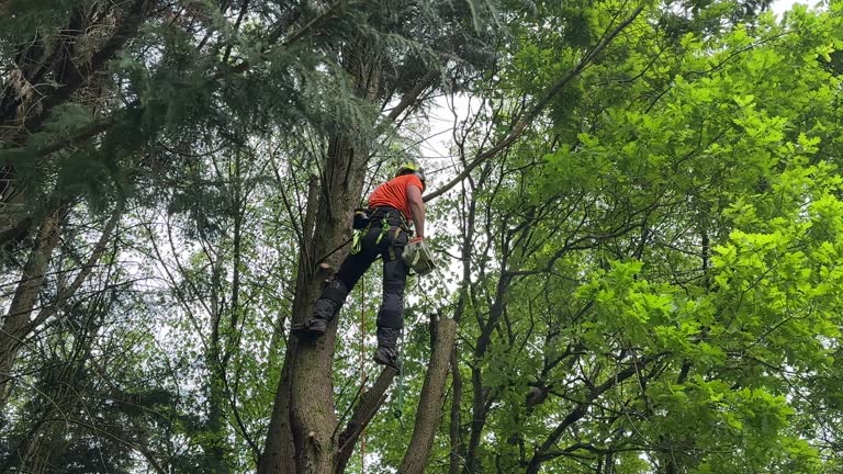 Trusted Zephyrhills West, FL Tree Removal Experts